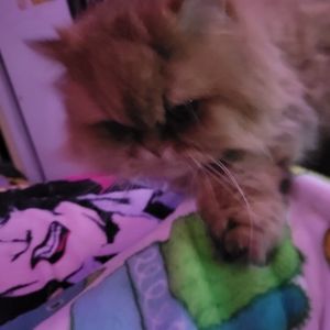 Meet your Posher, Max